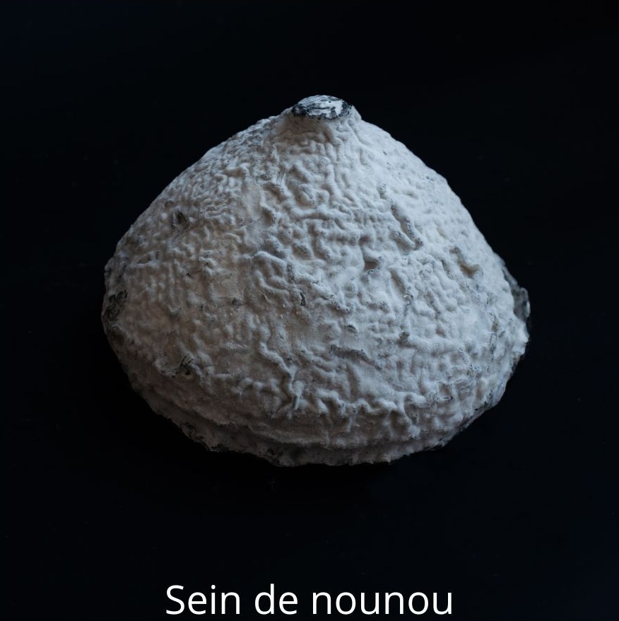 Sein de nounou